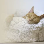 Lee más sobre el artículo Mascotas y Feng Shui: ¿Dónde deben estar para mantener la armonía?