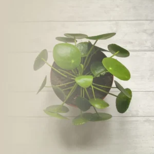 ¿Dónde colocar la planta del dinero en Feng Shui?